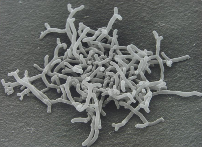 Bifidobacterium longum BB536 Bifidobacterium longum BB536